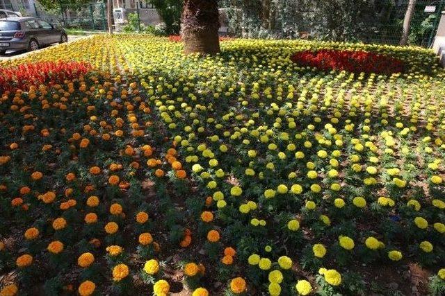 75 Bin Çiçek Buca’ya Renk Kattı