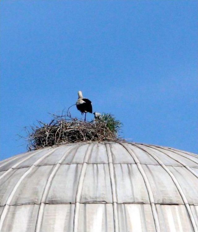 Anne Ve Yavru Leylek Cami Kubbesine Yuva Yaptı