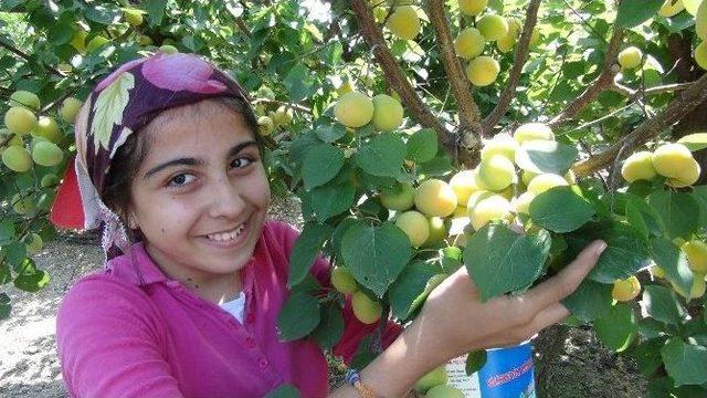 Silifke’de Açıkta Kayısı Hasadı Başladı