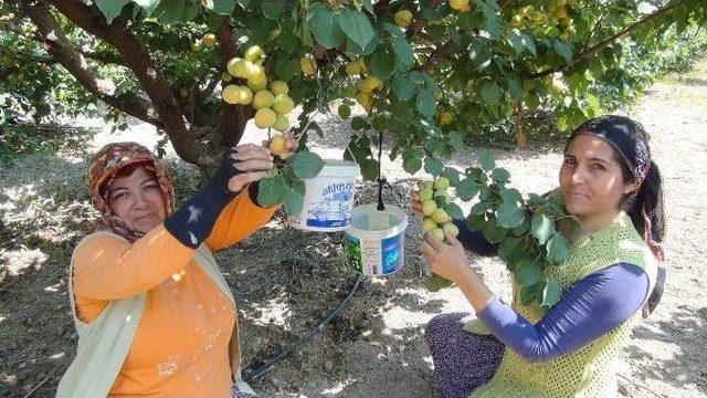 Silifke’de Açıkta Kayısı Hasadı Başladı