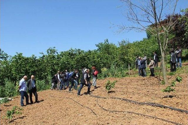 Fındıkta Tek Dal Sistemli Bahçelerin Yaygınlaşması İçin Çalışılıyor 1