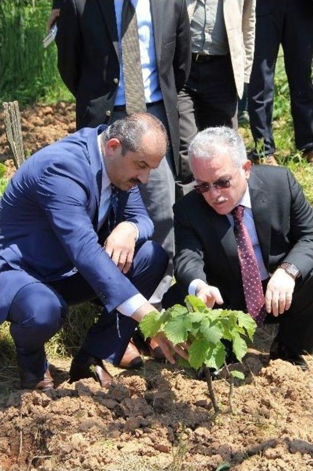 Fındıkta Tek Dal Sistemli Bahçelerin Yaygınlaşması İçin Çalışılıyor 2