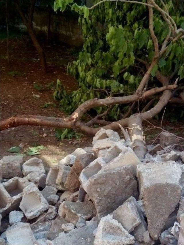 Siirt&rsquo;te Ağa&ccedil; Kesilmesine Tepki 1