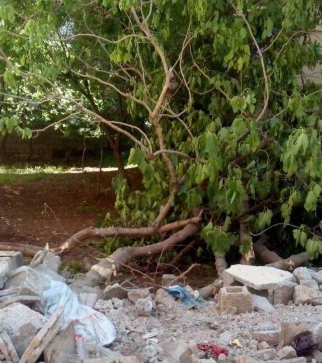 Siirt&rsquo;te Ağa&ccedil; Kesilmesine Tepki 3