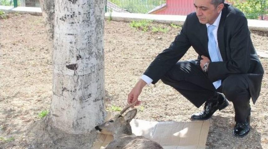 Yaralı Karaca Yavrusu Tedavi Altına Alındı
