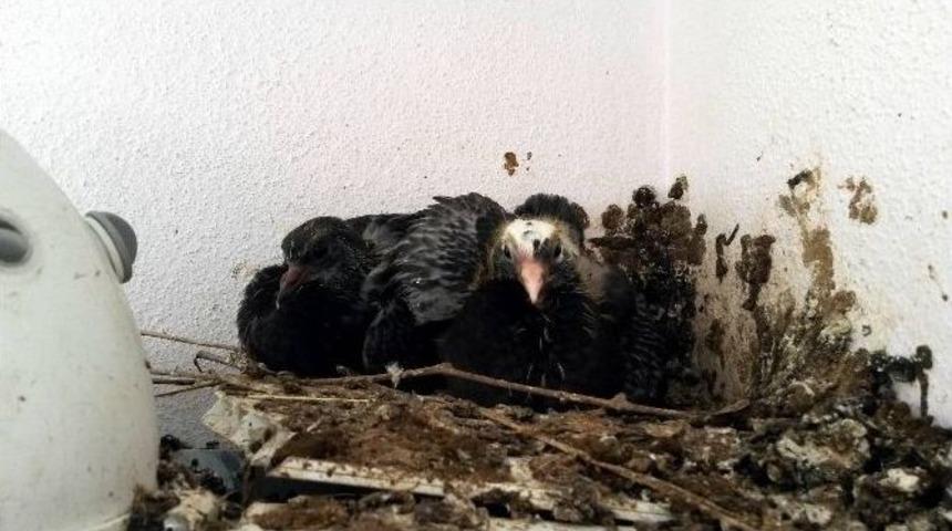 G&uuml;vercin, Kombinin &Uuml;zerine Yuva Yaptı