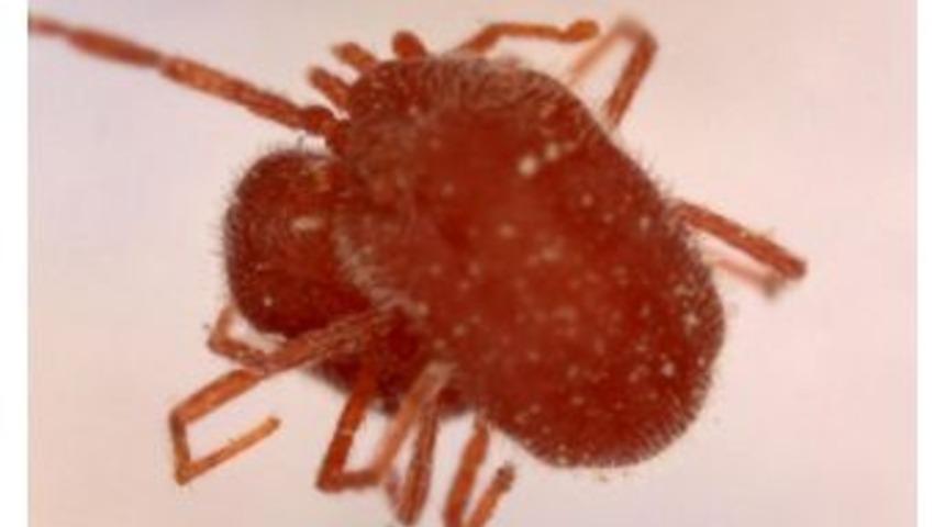 İzmir&rsquo;de Kene Paniği Boşa &Ccedil;ıktı