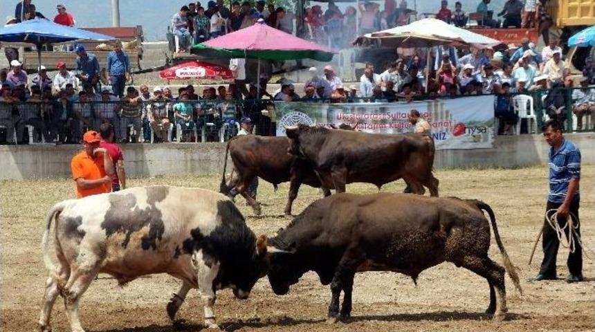 Aydın&rsquo;da Boğa G&uuml;reşi Şenliklerinde İspanyaya Aratmayan G&ouml;r&uuml;nt&uuml;ler Yaşandı