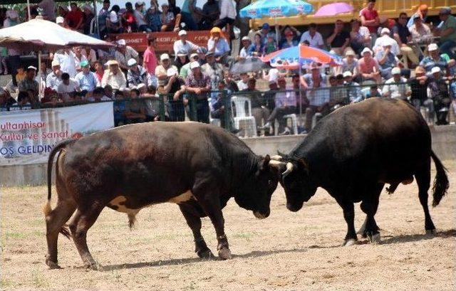 Aydın’da Boğa Güreşi Şenliklerinde İspanyaya Aratmayan Görüntüler Yaşandı 1