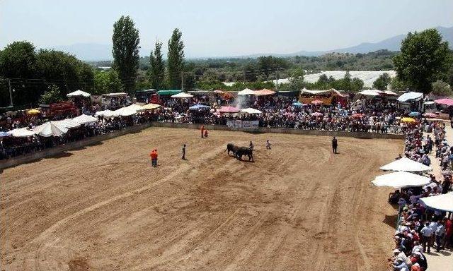Aydın’da Boğa Güreşi Şenliklerinde İspanyaya Aratmayan Görüntüler Yaşandı 2