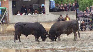 Boğalar Çamur Zeminde Kıyasıya Güreşti