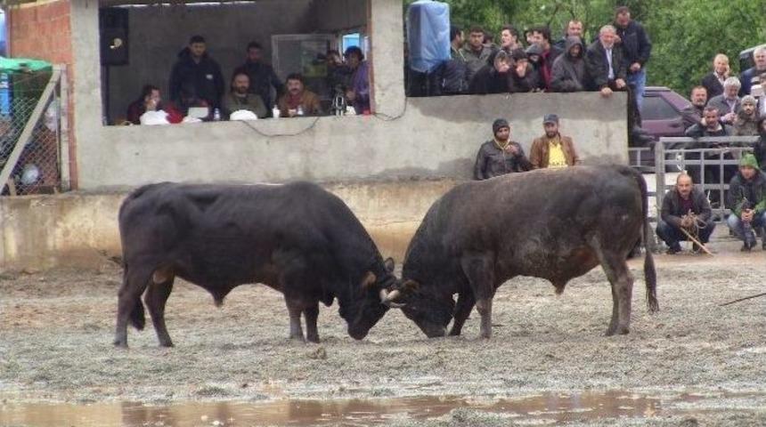 Boğalar Çamur Zeminde Kıyasıya Güreşti