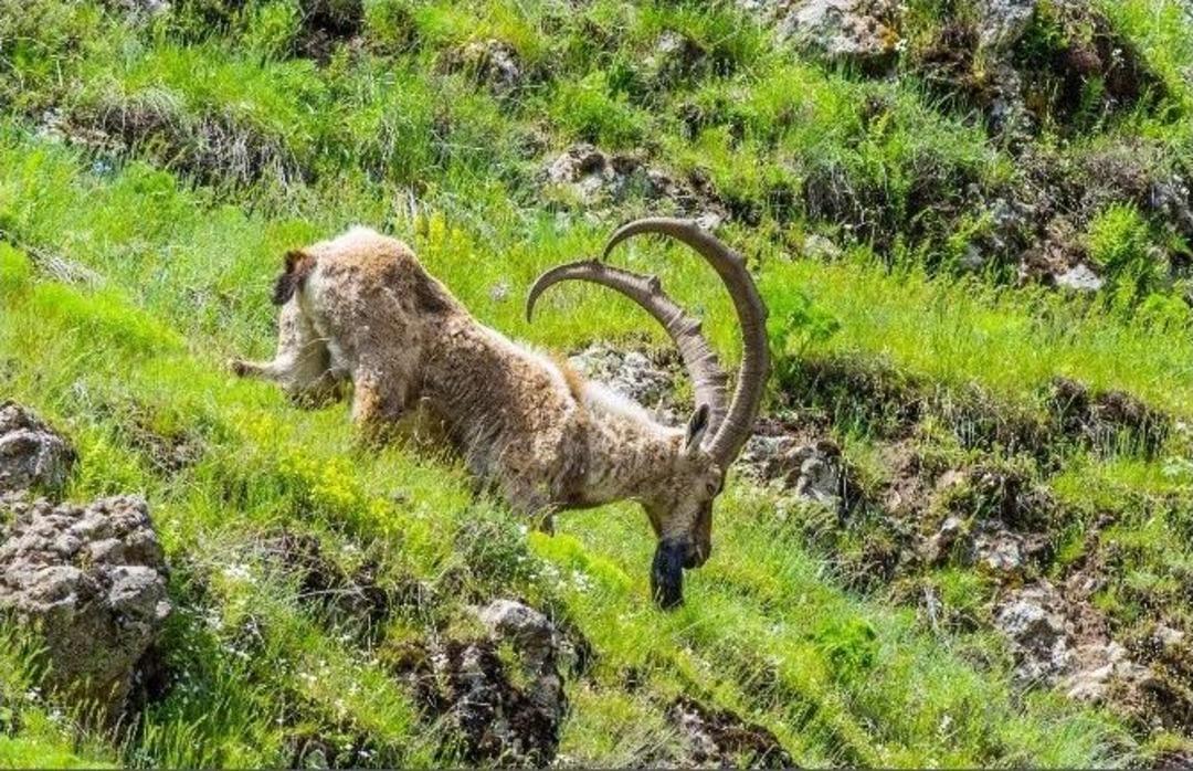 İha Muhabiri Dağ Ke&ccedil;ilerini Fotoğrafladı
