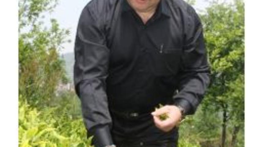 &Ccedil;ay Sekt&ouml;r&uuml;nde Sistem Arayışı