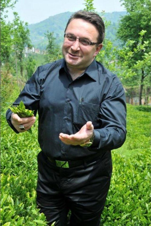 &Ccedil;ayda Y&uuml;ksek Rekolte Beklentisi 2