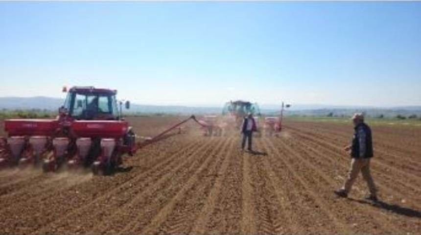 Tohumluk Mısır Ekimi Başladı