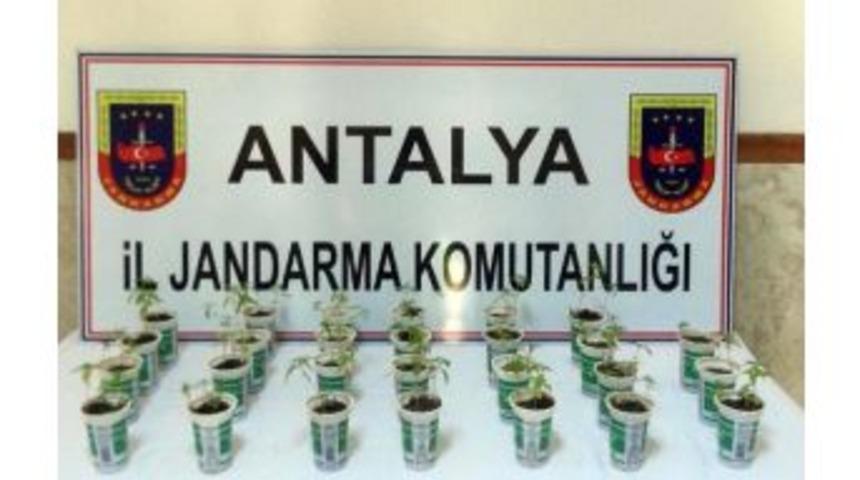 Ayran Kutusunda Kenevir