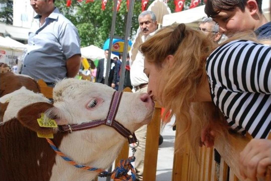 S&uuml;t Alabilmek İ&ccedil;in Birbirleriyle Yarıştılar