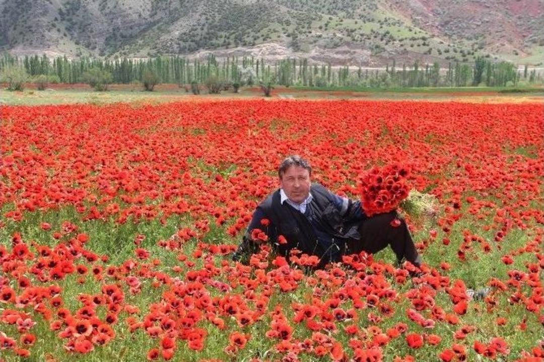 Oltu&rsquo;da Gelinciklerin B&uuml;y&uuml;leyici G&uuml;zelliği