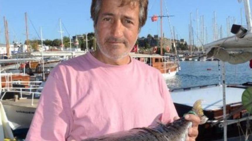 5 Kiloluk Balon Balığı Ağa Takıldı