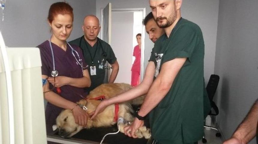 Hayvanlar Da Artık Diyalize Giriyor