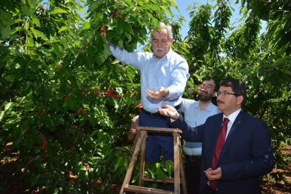 Ak Partili Berber İş&ccedil;ilerle Birlikte Kiraz Topladı