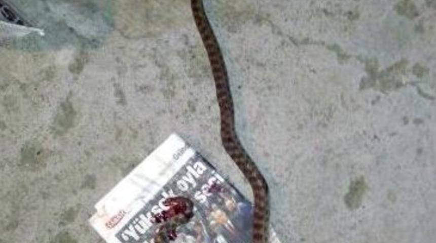 Siverek&rsquo;te 1.5 Metre Uzunluğunda Yılan &Ccedil;ıktı