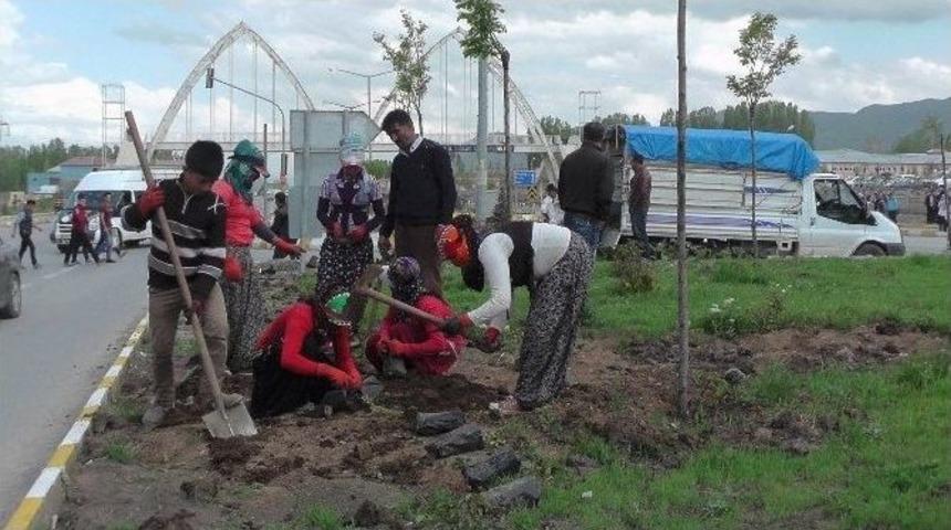 Muş&rsquo;ta Karayolları Yeşilendiriliyor