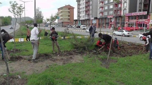 Muş’ta Karayolları Yeşilendiriliyor