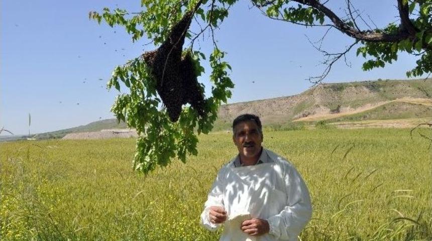 Arılar Oğul Kaldırıyor