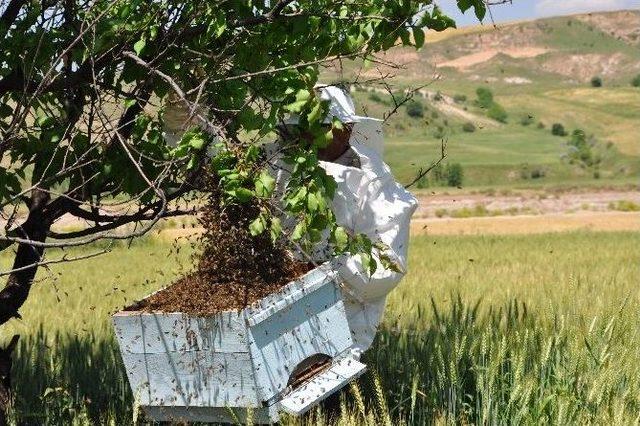 Arılar Oğul Kaldırıyor 1
