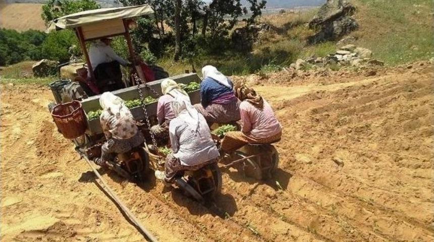 Sarıg&ouml;l&rsquo;de T&uuml;t&uuml;n Dikimleri S&uuml;r&uuml;yor