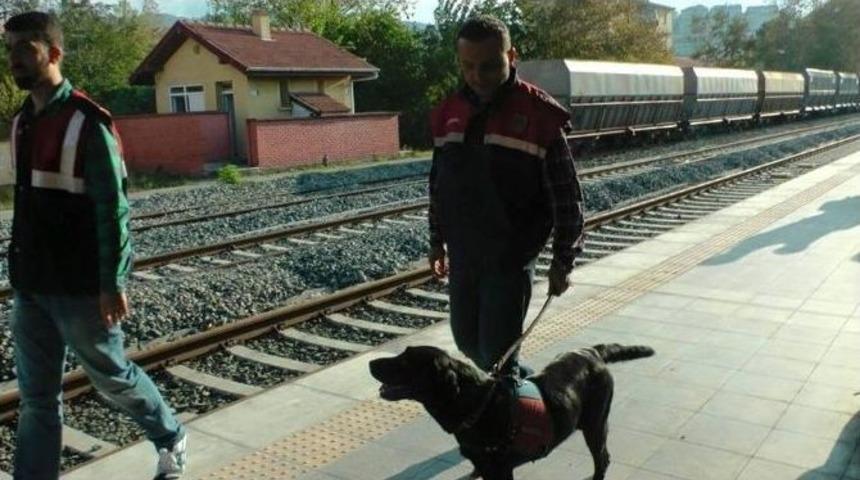 &Ccedil;aycuma&rsquo;da 317 K&ouml;k Kenevir Ele Ge&ccedil;irildi