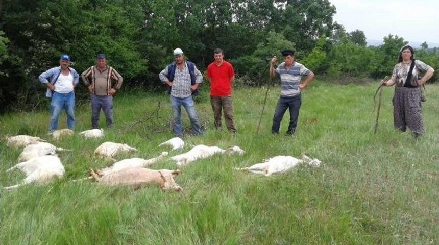 Tekirdağ&rsquo;da 11 Ke&ccedil;i Merada Zehirlenerek Telef Oldu