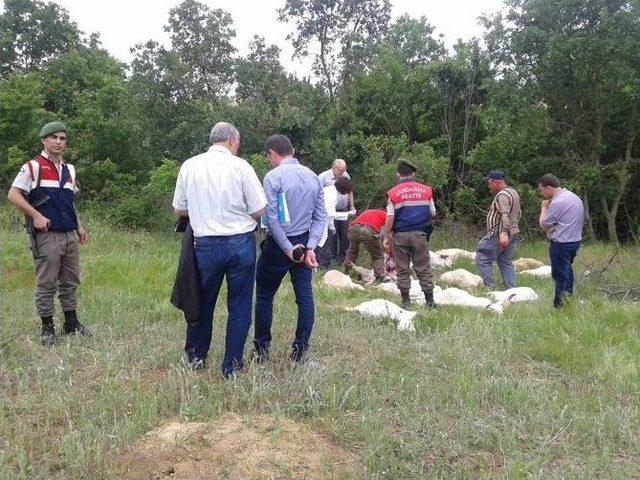 Tekirdağ&rsquo;da 11 Ke&ccedil;i Merada Zehirlenerek Telef Oldu 2