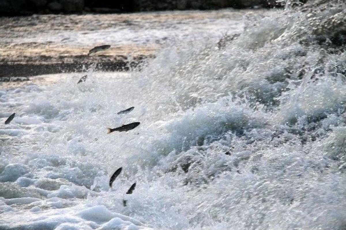 İnci Kefalinin Muhteşem Yolculuğu Başladı