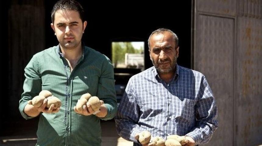 (özel Haber) Patatesteki Fiyat Artışı