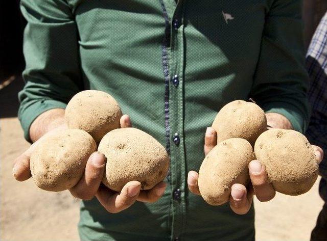 (özel Haber) Patatesteki Fiyat Artışı