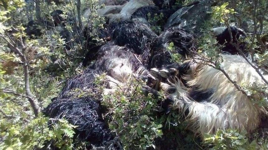 &Ccedil;orum&rsquo;da Yıldırım D&uuml;şmesi Sonucu 30 Hayvan Telef Oldu