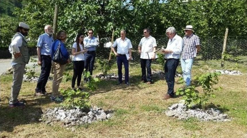 Yabancılar &Ouml;rnek Fındık Bah&ccedil;elerine Hayran Kaldılar