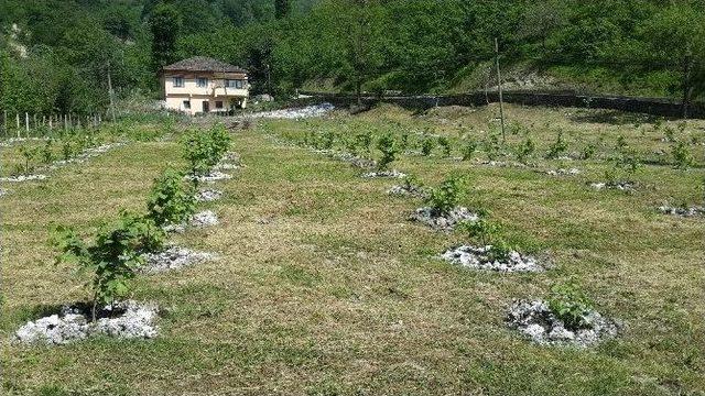 Yabancılar Örnek Fındık Bahçelerine Hayran Kaldılar