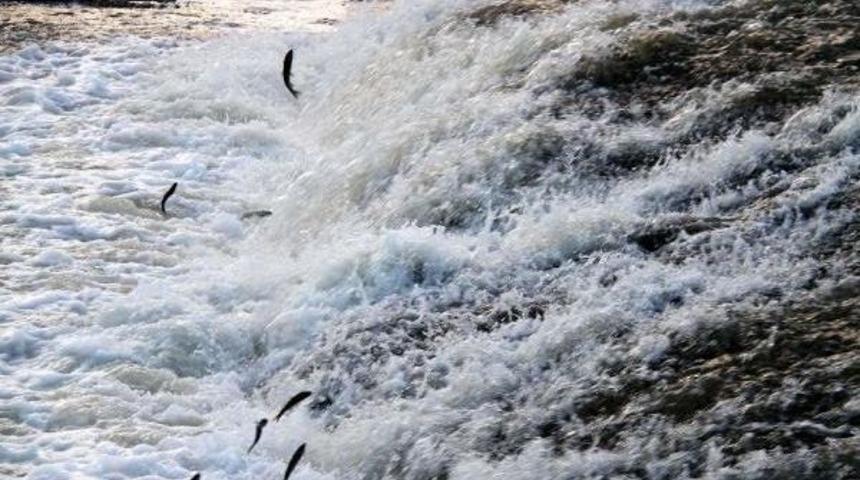 Muhteşem G&ouml;&ccedil; Başladı