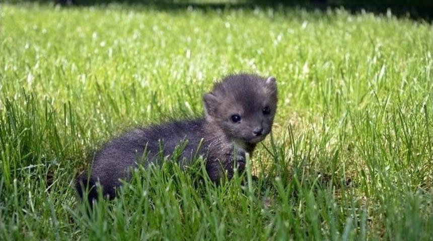 Cami Avlusunda Yavru Sansar Bulundu