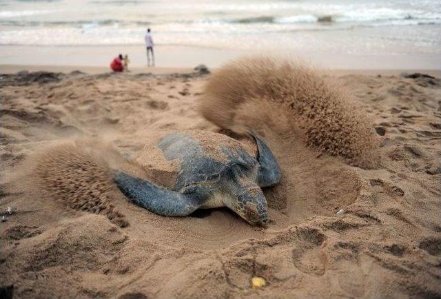 Caretta Caretta’ların Eve Dönüşünün Ayak İzleri