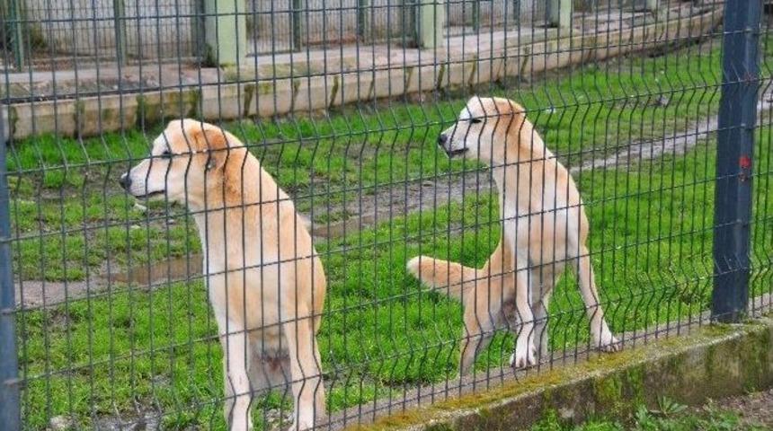 Mahkemeden Sokak Hayvanları İle İlgili &Ouml;nemli Karar