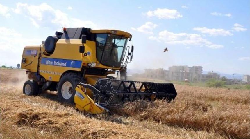 &Ccedil;ukurova'da Buğday Hasadı Başladı