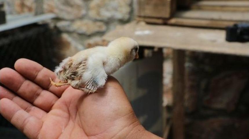 (&ouml;zel Haber) Ahir Zaman Civcivi