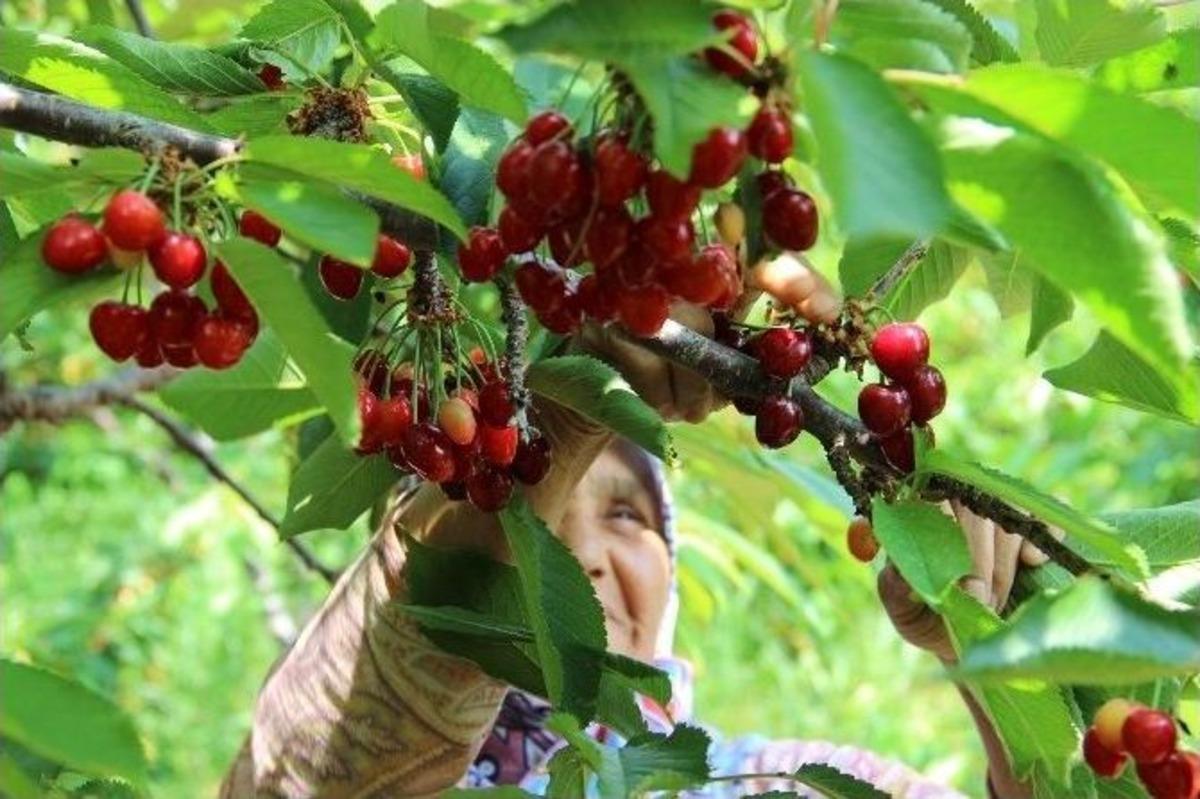 (&ouml;zel Haber) T&uuml;rkiye&rsquo;nin Kirazı Manisa&rsquo;dan