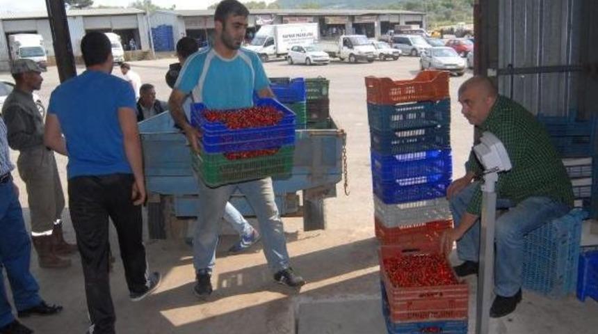 Kirazda I&ccedil; Piyasada Sorun Yok, Ihracat &Uuml;r&uuml;n&uuml;n&uuml; Don Vurdu