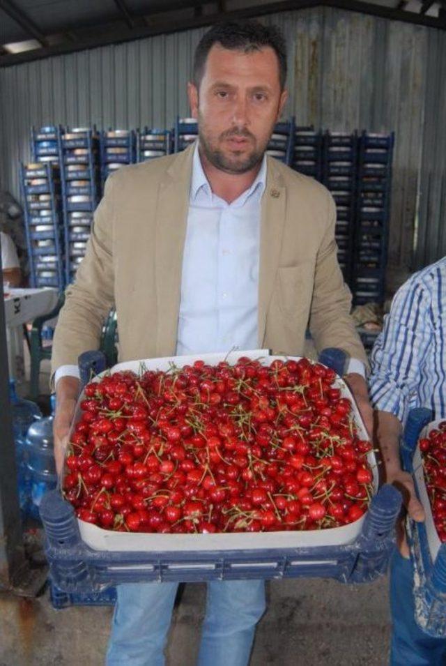 Kirazda Iç Piyasada Sorun Yok, Ihracat Ürününü Don Vurdu